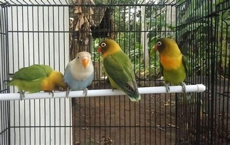 Settingan Lovebird Konslet Banyak Pasangan Untulan Kicaumania Net