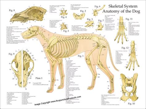 Dog Skeletal Skull Anatomy Poster 18 X 24 | Etsy Skull Anatomy, Dog ...