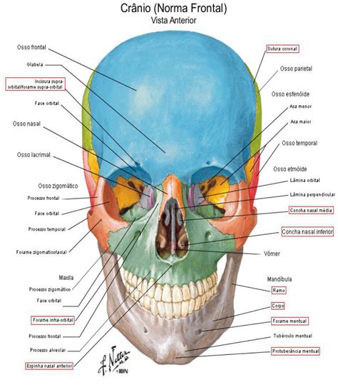 Anatomia Do Cranio Humano Braincp