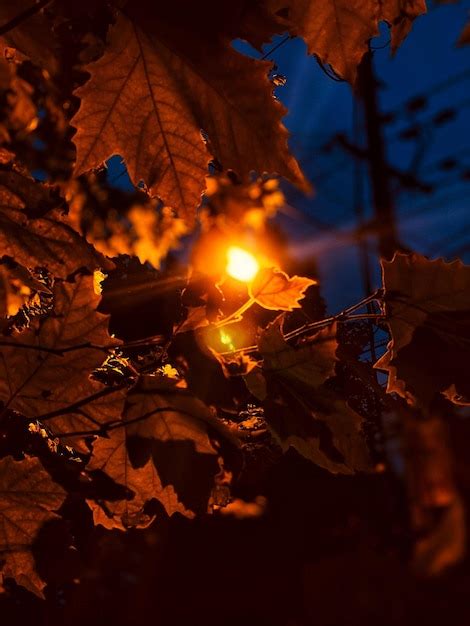 Premium Photo Close Up Of Autumn Leaves On Wood