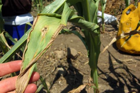 Shallow Groundwater And Soil Impacts On Corn Water Use And Yield