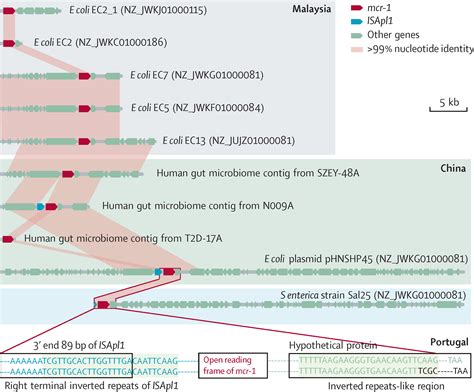 Dissemination Of The Mcr 1 Colistin Resistance Gene The Lancet