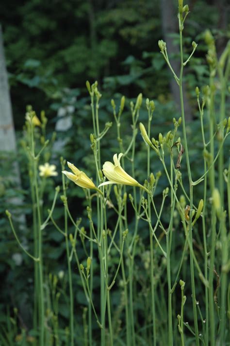 Hemerocallis Species Page 3