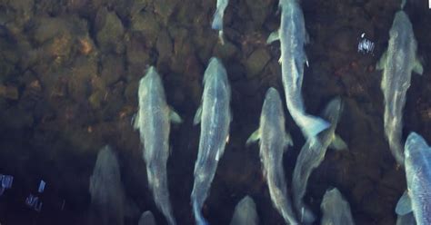 When Do Striped Bass Spawn Season And Locations