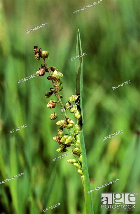 Quaking Grass Cow Quake Didder Dithering Grass Dodder Grass