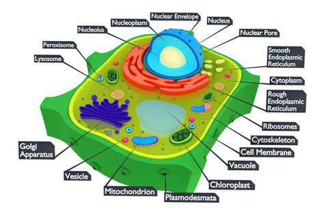 3d Plant Cell Cell Diagram Plant Cell Plant Cell Model Images