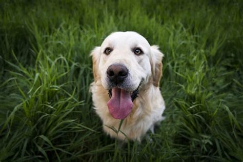 Seu Cachorro Come Grama Saiba Por Que E O Que Voc Pode Fazer Sobre Isso