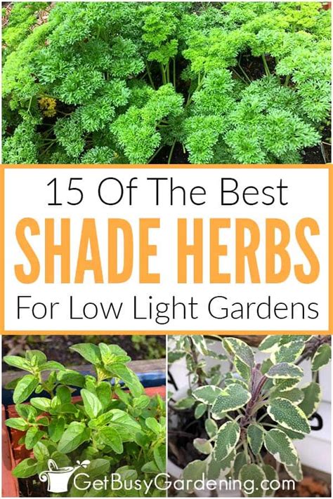 15 Of The Best Herbs That Grow Well In Shade Gardens Plants That Like