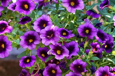 How To Grow Petunia Flowers Gardening Channel