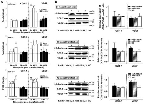 Relative Expression Of Vegf Ccr Mrna And Protein Following