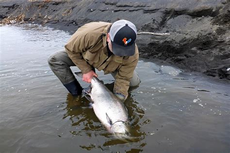 Alaska King Salmon Fishing Alaska Peninsula Aleutian Adv