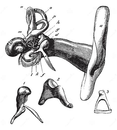 Human Ear Anatomy Vintage Engraving Stock Vector Illustration Of Ancient Membrane 163091065