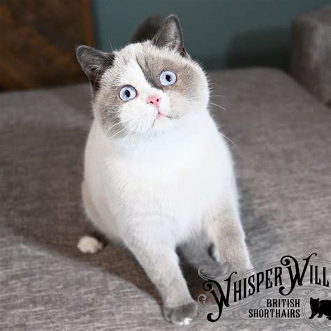 Whisper Willow British Shorthairs