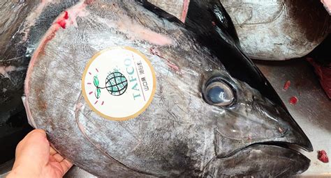 Japanese Seafood Giants Bolster Bluefin Tuna Farming To Tackle Rising