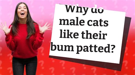 Why Do Male Cats Like Their Bum Patted Youtube