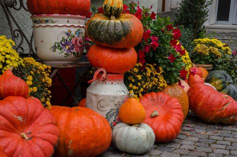 Kostenlose Foto Blume Dekoration Orange Ernte Produzieren Herbst