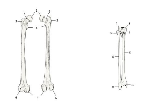 Legs Diagram Quizlet