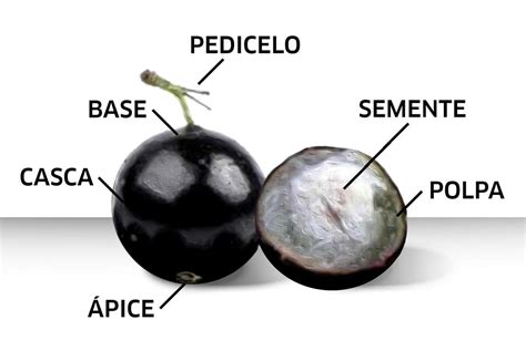 O Caroço Da Jabuticaba Corresponde A Qual Estrutura Reprodutiva - Os caroços da jabuticaba são facilmente engolidos com a fruta sendo ...