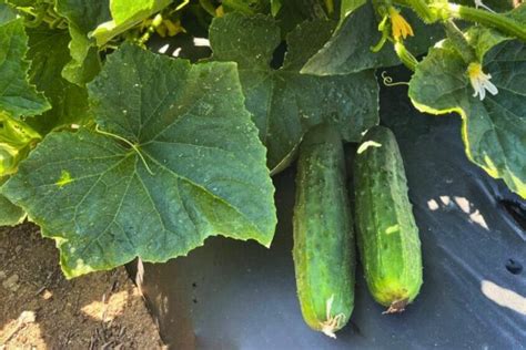 Organic Wautoma Pickling Cucumber Seeds — San Diego Seed Company