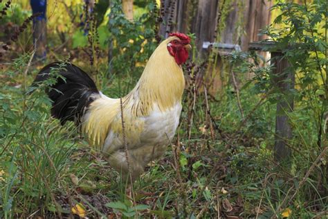 Free picture: rooster, bird, chicken, animal