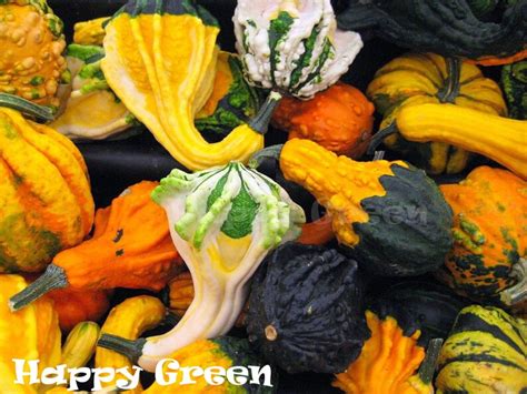 30 Seeds Wildy Weird Warted Ornamental Gourd Pumpkin Etsy Uk