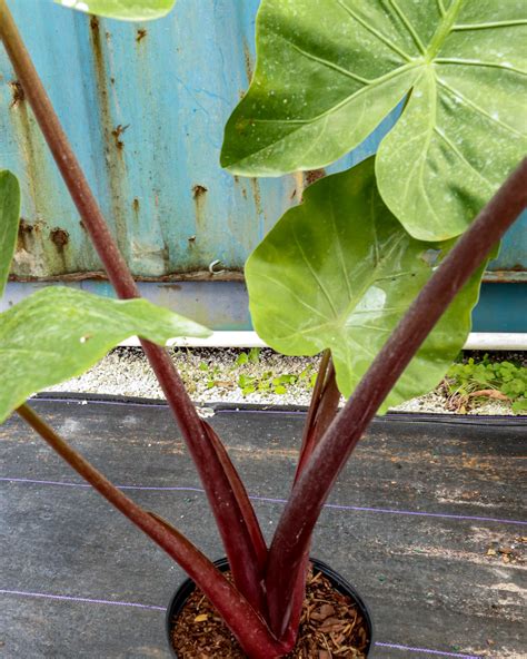 Alocasia ‘imperial Red’ Elephant Ear Plantvine