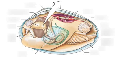 clam anatomy Diagram | Quizlet