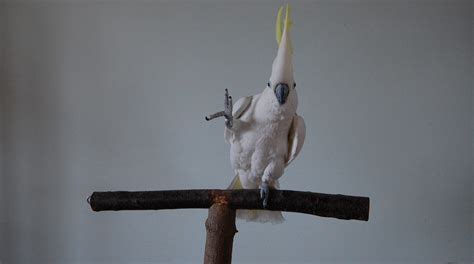 Dancing bird: Snowball the cockatoo can dance to music, study says