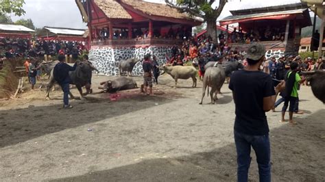 Acara Adat Rambu Solo Almarhum Simon Sattu Di Bituang Tana Toraja