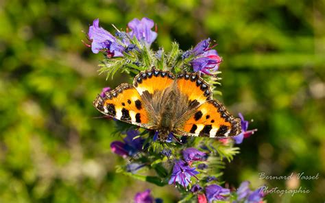 Papillon La Petite Tortue Bernard Vassel Flickr