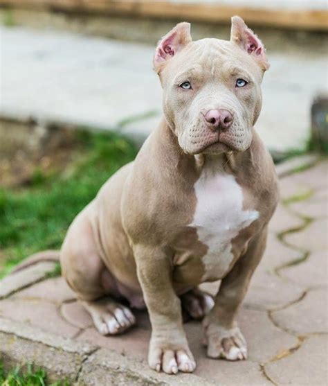 American bully dog - characteristic, appearance and picture