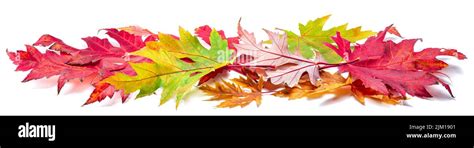 Horizontal Heap Of Colorful Autumn Maple Leaves Isolated On White