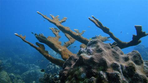 A Major Breakthrough For Scientists To Save Coral Reefs