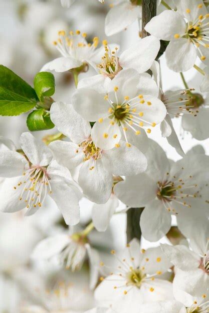 Una Rama De Un Manzano Floreciente Con Grandes Flores Blancas Foto