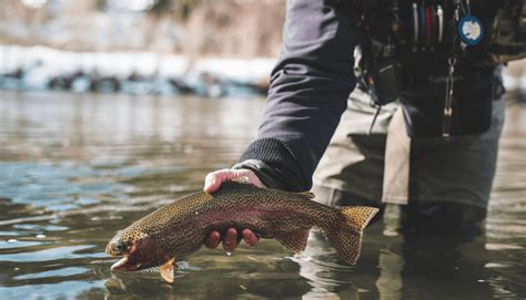 A Comprehensive Guide To The Rainbow Brown Brook And Cutthroat Trout