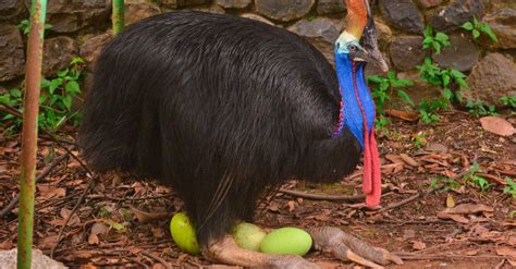 Cassowary Bird Facts Casuarius Spp A Z Animals
