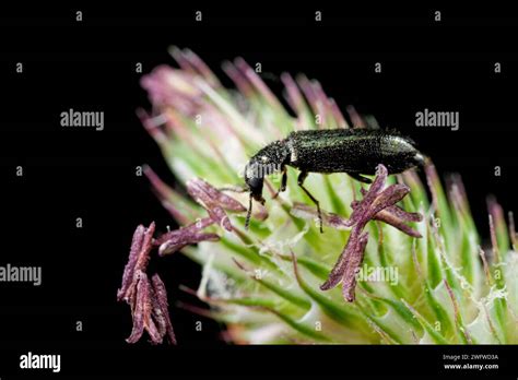 Soft Winged Flower Beetle Dasytes Stock Photo Alamy