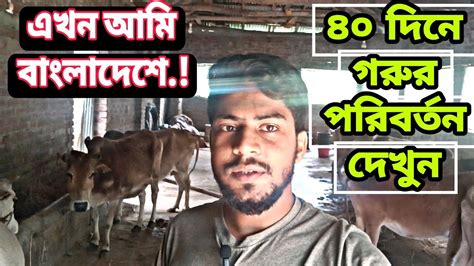 ৪০ দিনে গরুর বিশাল পরিবর্তন দেখুন।। গরু মোটাতাজা খামার। Youtube