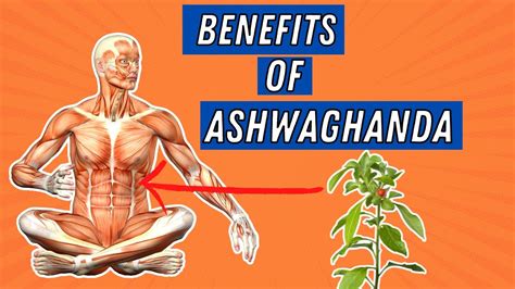 10 Benefits Of The Ashwagandha Anxiety Relief Better Sex Drive And