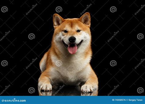 Pedigreed Shiba Inu Dog Lying Looks Closely Black Background Stock