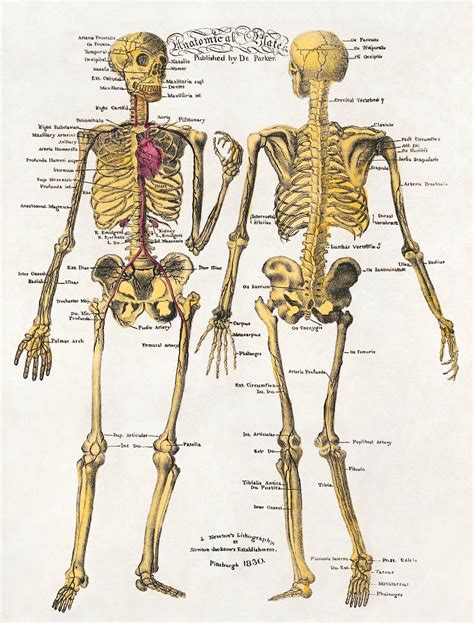 Vintage Anatomy Images | Free Photos, PNG Stickers, Wallpapers ...