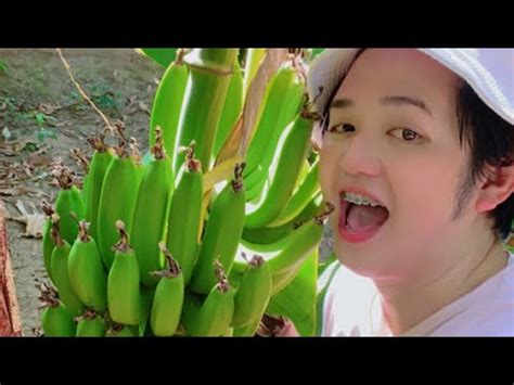 Harvest Ng Bananas Mangoes Sa Farm Here In Saudi Arabia Jayventuretv