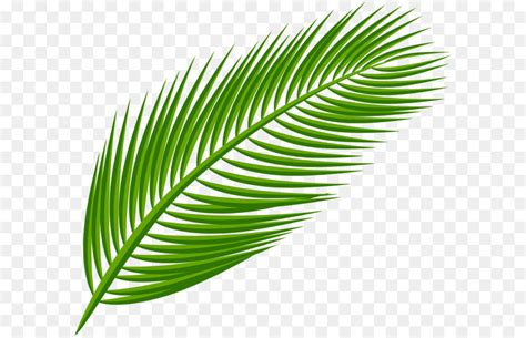 Palm Leaf Free Texture Clip Art Library