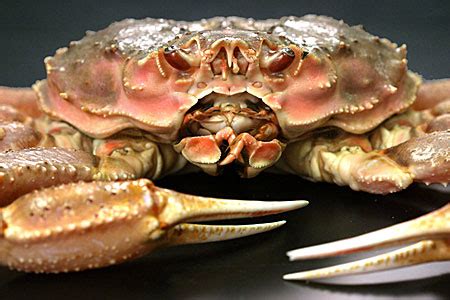 Tanner Crab Species Profile, Alaska Department of Fish and Game