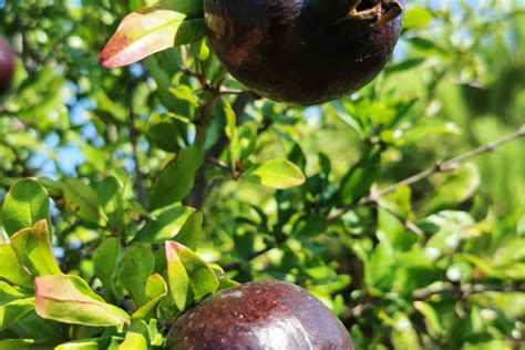 Pomegranate Trees For Sale Online PlantNet Australia