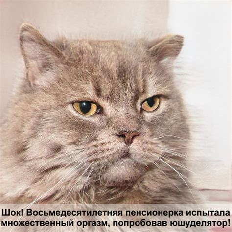 кошка лысеет живот хвост — Postimages