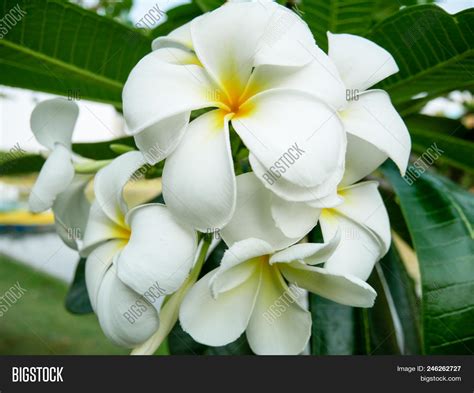 Champa Flowers Near Image & Photo (Free Trial) | Bigstock