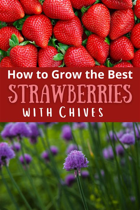 How to Grow the BEST Strawberries with Chives | Organic gardening tips ...