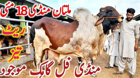 Multan Cow Mandi Fresh Update Qurbani Bachre Global Village