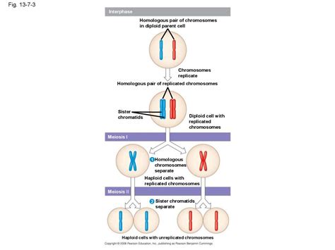 Chapter Meiosis Sexual Reproduction Introduction The Best Porn Website